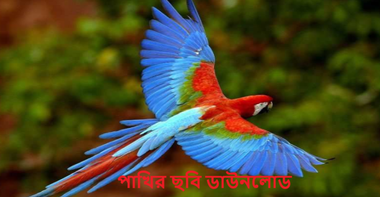 পাখির ছবি ডাউনলোড