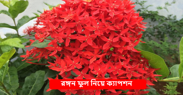 রঙ্গন ফুল নিয়ে ক্যাপশন